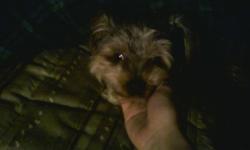 about a year ago (mid september) my dog got out of my grandma's yard
he was last seen on argyll and 79st
he was 2 he's 3 now.
he's a morkie maltese yorkie cross
and was brown with a grey patch on his back
his name was benji
he was wearing a blue