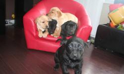 These new pictures are the 5 puppies we have for sale, that are 7 weeks old now. They will be ready to go at the beginning of February at 8 weeks.
There is 1 black male, 1 black female (she is the one who won't stay still in the pictures. My personal