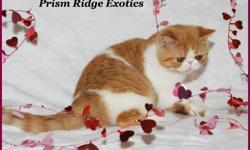 REGISTERED RED SPOTTED TABBY & WHITE - EXOTIC SH (SHORT HAIRED PERSIAN) - FEMALE - KITTEN AVAILABLE. 
EXOTICS HAVE THE SAME SWEET TEMPERAMENT AS THEIR PERSIAN COUSIN. THESE FUN LOVING CATS MAKE A GREAT FAMILY ADDITION.
 
THIS GIRL HAS A SWEET EXPRESSION