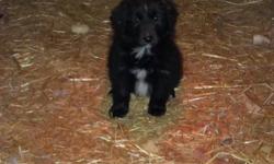 These adorable babies will make excellent family pets. The best of both breeds. Newfoundlands are excellent with children, very gentle and extremely loyal, they love their people.  Border collies are one of the smartest dogs, easy to train and also make
