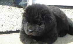 We have 4 purebred newfoundland puppy's for sale. 1 black male puppy, one black female, 1 grey and white female and one black and white female. They will come with their ckc-registered paper and a written guarantee. The puppy's will be dewormed and