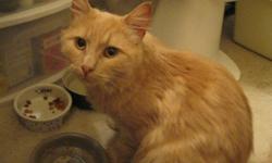 Beautiful orange Newton - this friendly cat was found scrounging for food and shelter behind an apartment building in downtown Dartmouth.
Sweet and affectionate with humans, Newton has a lovely temperament and is getting along well with the two other cats