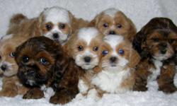 SEVEN SHIH POO PUPS
Non Shedding Sweethearts
Shih Tzus ( Mom) are super sweet, loving and great family dogs
Poodles ( Dad) are intelligent and eager to please
 
Creating a Super Sweet Loving Intelligent Cross with
and estimated adult weight of 10-15lbs