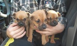 Old Boston Bulldog Puppies
Healthly & Ready to go.
Just in time for Chistmas.
Brindle & Fawn Colour
519-624-8669