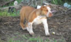 we have 1 of 7 old english bulldog she is looking for a new home.
 when you are intreste call 873-1030.
no e-mail
SOLD