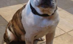 Rolling Acres Kennels and Aviaries has one female Olde English Bulldogge available for adoption. Price is firm.
Jersey is 18 weeks old. Currently she weighs 35 pounds, and will be about 50-60 pounds fully grown. She is crate trained, sits, and shakes a