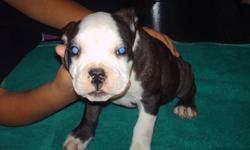 WE HAVE 3 MALES AND 5 FEMALES STILL AVAILABLE FOR HOMES..
THESE PUPS COME REGISTERED WITH THE (IOEBA),WITH PAPERS!
ALSO VET CHECKED, FIRST SHOTS AND DEWORMED..
BEAUTIFUL RED AND WHITES AND GORGEOUS BRINDLES ..
 
WE DO HAVE PARENTS IN OUR HOME AND CAN BE