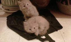 I have four baby male kittens, who have just turned 8 weeks old a few days ago (Born Oct 7th)! Such sweet little things, so playful and loving. Two orange, one grey and one black. They need a loving forever home! They are very friendly, great with people