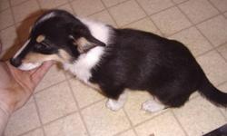 I have one corgi sheltie cross male left and he must go I am asking 250 or best offer but make me an offer you maybe surprized at what I will take.