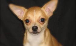 7 mos old male Chihuahua, currently 5Â¼ pounds short coat fawn & white.
Home-raised, excellent temperament, friendly with adults, kids, dogs, cats
Very intelligent, playful, affectionate, loving, gentle, goofy, and absolutely adorable
House-trained, asks