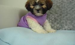 SHIH POO PUPPY - 1 GIRL LEFT"MAGGIE" - ALL PHOTOS ARE OF HER
 
We have just 1 little shih-poo puppy left from out litter. Little Maggie is very playful and social. She is well behaved, and gets along great with everyone! She is part poodle and part shih