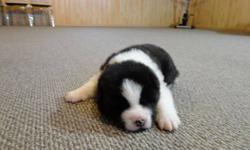 We have 1 female left, She is Black white.
If you are interested contact ED at  204-332-0435
If you want to see pics of parents visit our website at
http://www.boundarytrailkennels.ca
Thanks.