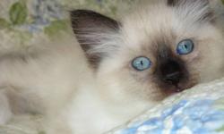 Mink Ragdoll kitten(purebred)
 
There's only1 kitten left.....he's ready to go to his new home!
 
Mother is "mink" bluepoint, father is sealpoint....both very loving & affectionate! All kitties are also.
 
Mink means that they have exceptionally soft