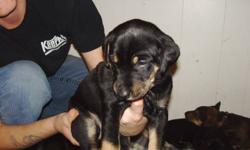 father is pure doberman, mother is huskey x.... pups will have first set of shots...1 female black and tan, doberman markings, .... $50 deposit required to hold your pup...519 304-5114...second last pic is of father of pups...last pic is of pregnant