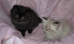 2 adorable females left, a black one, and a light coloured one, the ad will be deleted when they are gone.
 
These little cuties are full of personality, very affectionate!
 
These  Himalayan kittens are family raised and bred for their excellent