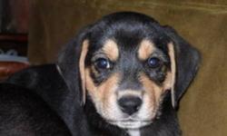 Two little girls and a boy are still with us!
 These pups are truly amazing! Mother is a small tri-colour beagle, father is mid-sized Rottie/Blue Heeler. (I know, sounded strange to us at first too!)
But they turned out to be gorgeous little dogs with