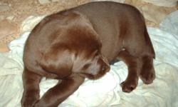 CKC registered Chocolate Labrador Retrievers 8 weeks tomorrow ready to go to new homes. They are microchipped, have been vet checked, first needles and dewormed.