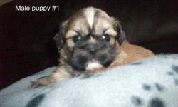 4 Beautiful ,hypo-allergenic, male shih-tzu puppies left.
Born Sept 23. Love to play and be cuddled. $350.
Ready to go Nov 18. No vet check or needles.
Mother on site. Wood Islands Area.
Please call 963-3573