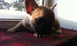 Exeptional CKC Reg'd French Bulldog Puppies
I am pleased to announce that a litter of 7 gorgeous CKC Reg'd frenchie puppies has arrived,
( 2 ALREADY RESERVED) from the beautifully stunning CKC Reg'd Miss Roxy (Fawn w/black mask) of a Creme De La Creme