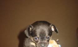 We have only one Chihuahua Pekingese female left! ready to go in one week January 13th 2012. These little beauties are full of personality and charm! They will come with first set of vaccinations and two dewormings.They are 7 weeks old now eating solid