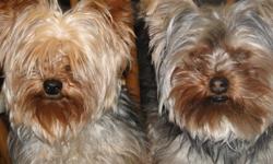 Yorkshire terrier for FINAL great sale !!
ONLY ONE FEMALE LEFT !!!
FEMALE
Pure breed
Vet checked
Parents on site
This Breed does not shed and is Hypoallergenic.
They will mature to be 5-6 Lbs adult size, silver and tan colour.
Home raised
Pee pad trained