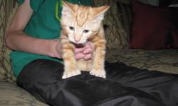 Male orange kitten 10 wks old; all kittens have been given revolution and are litter trained.. please inbox if interested. thanks