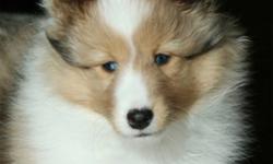 Mia and Rivet are expecting!
 
Athill Shetland Sheepdogs Reg'd is proud to announce the breeding between our Champion Stud CH. Stonemills Athill Get A Grip CGN - "Rivet" and the lovely Amberlyn's A Wish Come True - "Mia"
!! Due November 20th 2011!!