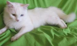Female med lenth all white cat she is 2 years old.she is exl. with small childern and othe cats,very friendly to strangers shes a real plesent cat,she is still playful loves her toys.she has had 2 litters in the past.looking for a loving home..