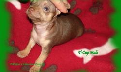 The PAWfect Christmas Gift!!!!
~*~ Tiny T-Cup "Chocolate" Chihuahua Puppy~*~ "ONLY 1LB"
~*~$1200~*~~*~ Comes with vet check, dewormed by a vet w/Strongid-T & first shot and Health Record
He is a very quiet and well behaved baby boy :)
We  have a Short