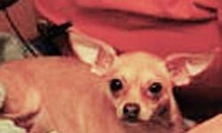 Bambi is an approximately 2 year old female Chihuahua. She is cute & tiny. If you are interested in FOSTERING or adopting Bambi, please fill out an application at:
http://www.pawsitivematch.org/Adopting.php
*Check out more adoptable dogs by clicking on