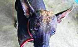 Cholo is an approximately 3 year old male RARE Xoloitzcuintle (Mexican Hairless.) He is bald, beautiful, calm, & loving. If you are interested in adopting Cholo, please fill out an application at:
http://www.pawsitivematch.org/Adopting.php
*Check out more