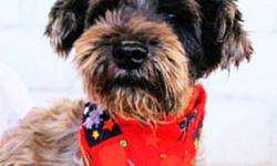 Marcia is an approximately 6 year old female Schnauzer cross. Her vision is not perfect, but she still loves to go for walks & is a very social. If you are interested in adopting Marcia, please fill out an application at: