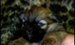 Beautiful Pekingese pups for sale. Come with first shots deworm and vet check.  Ready to go soon.
Males and Females
Black and Brown.
Parents on site
Will transport within reason or for additional cost.
Mom and Dad are in two of the pictures posted
I am