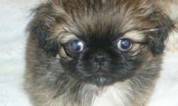 Little balls of fur!
pekingese puppies for sale. 2 males, very playful and cuddly.
They are weened and ready to go to their new homes!
photos are of puppies and mom and dad
they are paper trained too :)
puppies will come home to you with a really great