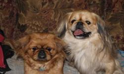 I have two boys and 2 girls, will come with their first vaccines, and will be dewomed (done Feb 4th) they will also be vaccinated against bordatella, well socialized with kids and dogs.
About the Pekingese:
Temperament - The pekingese displays great