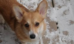 I am looking to place two beautiful Pembroke Welsh Corgis into good homes.  They are both very beautiful and in tact.  The male is very gentle and calm and a very loving dog.  The female is small, loves people and likes to be close by.  I am looking to