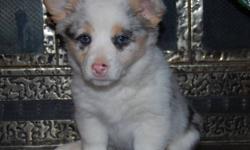 I only have 3 Pembroke Welsh Corgis left - Born October 9th. They will be ready to go after December 9th. They will have their first shots and a small vet check. Female and Male are both purebreed. They are excellent dogs, travel good and have good