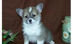 A beautiful blend of two great breeds.  The corgi mother  is a very intelligent and loyal dog and the long coat chihuahua father is super sweet and playful with a very loving temperament.  Previous owners of this cross love that they are much smaller than