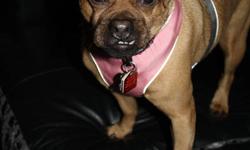 Meet Penny!
Penny is approx. 5 years old. She is a Puggle (Pug/Beagle X), but we think she may have some Chihuahua in her too. She is up to date on shots, spayed and recently had a dental.
Penny does have a eye condtion called 'dry eye'. She takes daily