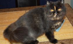 Persian cat, female spayed
2.5 y.o.
color: tortoiseshell
All vaccinations up-to date.
Very lovely and playful.
For serious inquiries ONLY!
Adoption fee $80