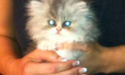 Hello, selling my Persian kitten I bought 3 weeks ago. Bought it for $800. Too small condo and hardly home. Not fair to this beautiful kitten.
It's a male...born Sept1 2011
Rare breed. If interested, please contact me for this beautiful little guy.