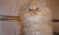 I have three male persian kittens for sale. Very affectionate. They have there first set of shots and dewormed. One orange tabby and two orange and white. If interested you can contact me at 519-682=1051 and ask for Lori
