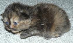 We have 2 litters of Persian kittens, the first litter will be available in time for Christmas, the 2nd litter around new years. The first litter includes 3 extreme face kittens, 2 black (1 female(sold) & 1 male) and 1 female tortie persian. Mother is an