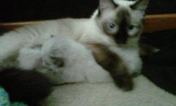 Male kitten ( 2 months old) for sale ($90), and Himalayan/Siamese female (just over a year old) ($50) Possibly pregnant. Will deliver.