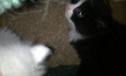 persian x kittens for sale
 
black and white-both both males-$85
 
all white-both are females-$150
 
:)
 
call 604-240-0561