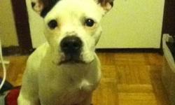 mr dogerson is almost a year old and has been returned to me  unfortunatly for petey; his owner was caught up in some other non dog related drama he is a lil under weight and has sufferd from an un occupied brain but is eager to to learn and please hes an