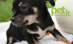 MUSH
chihuahuas
health. quality. love.
Two adorable puppies are available! 
One Male and One Female 
Ready to take home today!
Puppies are short coats with gorgeous black, and white markings.
"Mummy"Male short coat black and white approx 5 1/2 -6 lbs