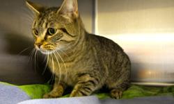 Hi, I'm Pickles! I'm a 2-year-old female cat currently living at the Sudbury SPCA. I'm kind of shy, so I'm looking for a family or individual who will be patient with me. Once you win me over, I'll be your friend 'til the end. Won't you take me home? <3