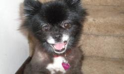 Buttons has been missing since July 2, 2011 from Cypress County west. She has a tatoo YA1359 in her right ear. At the time she was shaved and wearing a  red collar with a Persian Dreams tag on it (purple heart).  She is black with white mussle, chest and