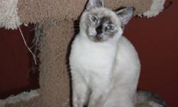Squeak is a R.O.A.R. Society Kitten (see description below)
 
"Hello, My name is Squeak. I'm a cute little Siamese Cross female. I am fully litter trained, have had my vaccinations, dewormed and will be spayed in November. I would love to come and cuddle